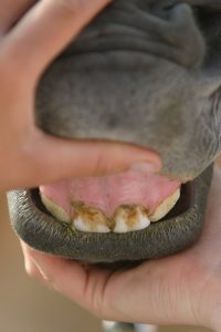 horse-teeth-gums